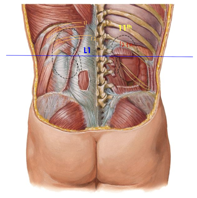 <ul><li><p>near transpyloric plane at <strong>vertebral level L1</strong></p></li><li><p>posteriorly</p><ul><li><p>superior pole/ end of L kidney lies deep <strong>within 11th rib </strong></p></li><li><p>R lies deep to <strong>11th intercostal space </strong></p></li></ul></li></ul><p></p>