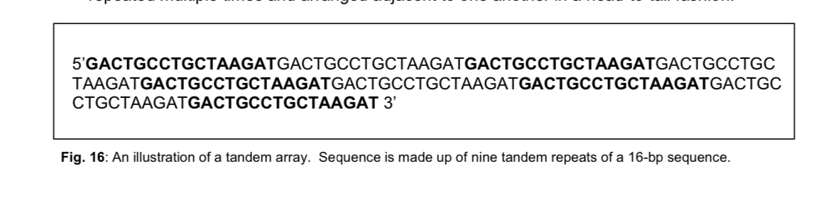 <ul><li><p>these DNA sequences which are located between genes are termed <strong>intergenic</strong> DNA sequences consisting mainly of repetitive DNA</p></li></ul><p></p><p><u>Repetitive DNA</u></p><ul><li><p>Repetitive DNA refers to sequences present in <strong>multiple copies</strong> in the genome</p></li><li><p><strong>Tandemly repeated DNA</strong> (or tandem arrays) consist of DNA sequences repeated multiple times and arranged adjacent to one another in a head-to-tail fashion</p><ul><li><p><strong>Tandemly repeated DNA: Satellite DNA </strong>- the most highly repeated tandem sequences found so far in mammals, <strong>simple sequence DNA</strong>, also referred to as satellite DNA, makes up about 3-6% of the human genome</p></li></ul></li></ul><ol><li><p>Satellite DNA mostly consists of <u>relatively short sequences</u> (of between 1 to 500 bp) <u>repeated many times in tandem</u> to form a <u>long array or cluster</u> in a localised area of the genome</p></li><li><p>preferentially located in regions of <strong>heterochromatin</strong> including <strong>centromeres, telomeres</strong>, and specific locations within the arms of particular chromosomes, satellite DNA is divided, based on <u>length of the repeating unit</u>, into 3 types</p></li></ol><ul><li><p><strong>regular satellite DNA </strong>- <mark data-color="yellow" style="background-color: yellow; color: inherit;">centromeres</mark></p></li><li><p><strong>minisatellites</strong> - <mark data-color="blue" style="background-color: blue; color: inherit;">telomeres</mark></p></li><li><p>(FYI) microsatellites - variable number tandem repeats (VNTR)</p></li></ul><p></p><p></p><p></p>