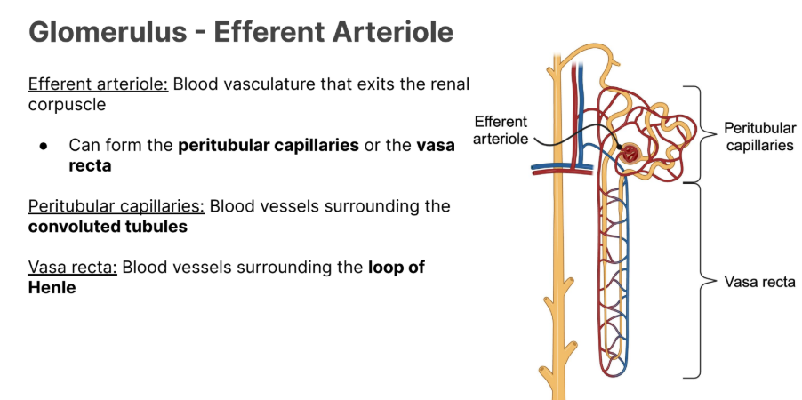 <p>Blood vessels surrounding the <strong>loop of Henle</strong></p><p></p><p>More toward the <strong>renal medulla.</strong></p>