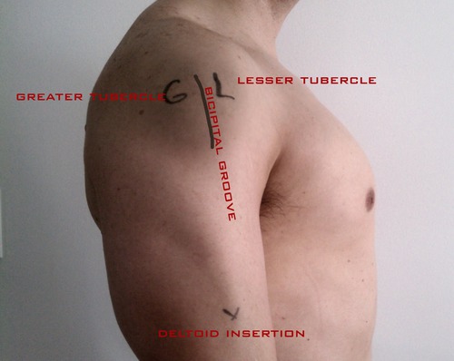 <p><strong>How to Palpate:</strong></p><p>• With arm at side, rotate humerus internally and externally.</p><p></p><p>Confirm: The greater tubercle becomes prominent during slight external rotation.</p>