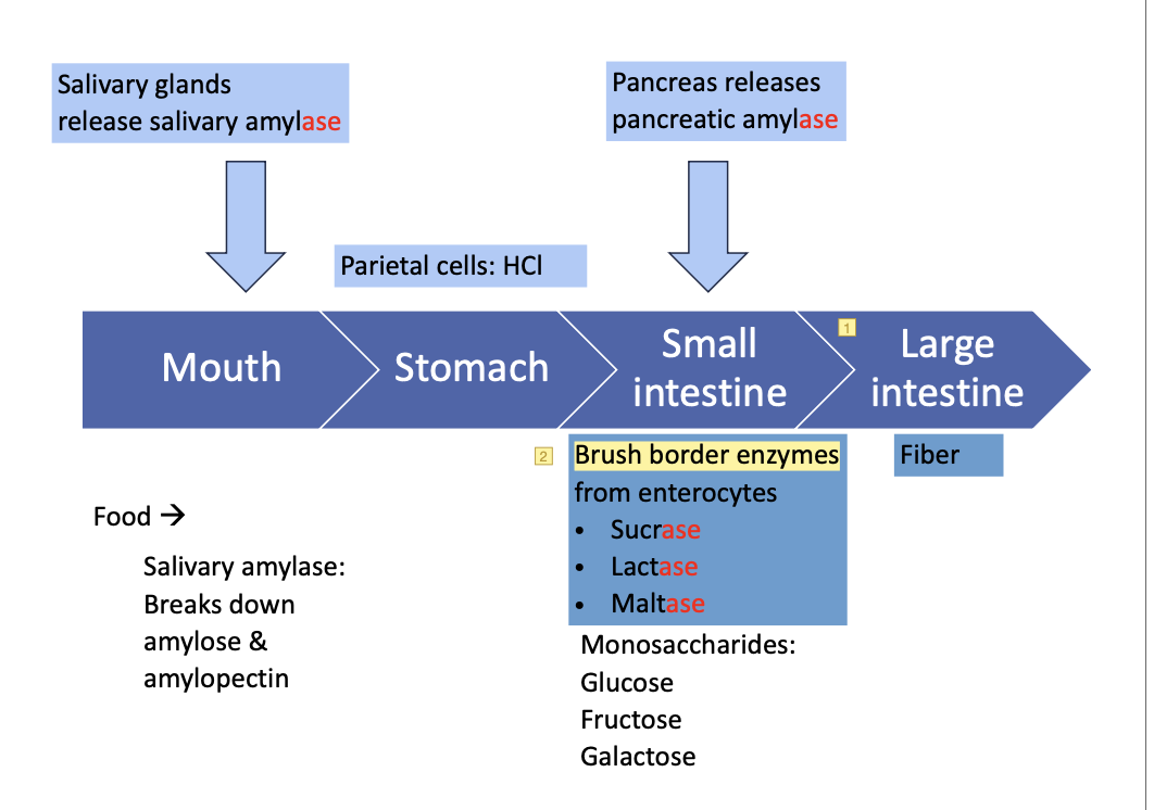 <ul><li><p>mouth</p><ul><li><p>mechanical digestion via chewing</p></li><li><p>chemical digestion through salivary glands releasing salivary amylase, which breaks down amylose and amylopectin</p></li></ul></li><li><p>bolus leaves the mouth to go to the stomach</p></li><li><p>stomach</p><ul><li><p><span><span>peristalsis</span></span> propels food forward in GI tract</p></li><li><p>mechanical digestion via churning with gastric juices HCl to create chyme</p></li></ul></li><li><p>chyme travels to the small intestine</p><ul><li><p>pancreas release pancreatic amylase to hydrolyze the bonds of carbohydrates to be broken down into glucose, fructose, and galactose</p></li><li><p>brush border enzymes, sucrase, lactase, and maltase from enterocytes digest/hydrolyze disaccharides into monosaccharides</p></li></ul></li><li><p>carbohydrates are absorbed, except fiber will continue into the large intestine</p></li></ul><p></p>