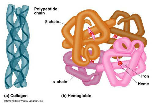 <p>Conjugated - contains a prosthetic group ie. non-protein component. Example: Haemoglobin - contain Fe<sup>2+</sup> in haem group</p><p>Globular proteins - compact, water soluble, spherical shape. Hydrophilic R groups on outside, hydrophobic inside. Example: Insulin - transported in bloodstream</p><p>Fibrous proteins - Long and insoluble. contain many hydrophobic R groups. Repetitive and organise structure with simpler 3D structure. Examples: Keratin, Elastin and Collagen - all have strength and flexibilty function so must be strong </p>