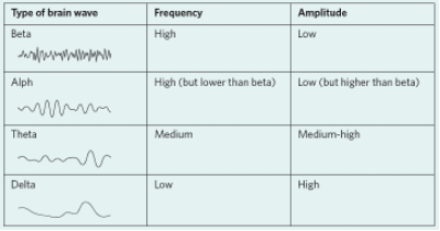 <p><span style="font-family: Aptos, sans-serif;">correlate to different states of consciousness. Vary in frequency (rate) and amplitude (height). Frequency &amp; Amplitude indicate what state of consciousness an individual is experiencing.&nbsp;EEG show higher frequency &amp; lower amplitude when in NWC and lower frequency &amp; higher amplitude during an ASC.</span></p><table style="min-width: 50px;"><colgroup><col style="min-width: 25px;"><col style="min-width: 25px;"></colgroup><tbody><tr><td colspan="1" rowspan="1" style="border-width: 1pt 1pt 3pt; border-style: solid; border-color: white; border-image: initial; background: rgb(148, 127, 83); padding: 3.75pt 7.5pt; height: 14.5pt;"><p class="MsoNormal"><span style="font-family: Aptos, sans-serif;">&nbsp;<strong>Strength</strong>&nbsp;</span></p></td><td colspan="1" rowspan="1" style="border-width: 1pt 1pt 3pt medium; border-style: solid solid solid none; border-color: white white white currentcolor; background: rgb(148, 127, 83); padding: 3.75pt 7.5pt; height: 14.5pt;"><p class="MsoNormal"><span style="font-family: Aptos, sans-serif;"><strong>Weakness</strong></span></p></td></tr><tr><td colspan="1" rowspan="1" style="border-width: medium 1pt 1pt; border-style: none solid solid; border-color: currentcolor white white; border-image: initial; background: rgb(220, 215, 207); padding: 3.75pt 7.5pt; height: 64.1pt;"><p class="MsoNormal"><span>·</span><span style="font-family: "Times New Roman"; line-height: normal; font-size: 7pt;">&nbsp;&nbsp;&nbsp;&nbsp;&nbsp;&nbsp; </span><span style="font-family: Aptos, sans-serif;">Useful for sleep studies.</span></p><p class="MsoNormal"><span>·</span><span style="font-family: "Times New Roman"; line-height: normal; font-size: 7pt;">&nbsp;&nbsp;&nbsp;&nbsp;&nbsp;&nbsp; </span><span style="font-family: Aptos, sans-serif;">Diagnosis of patients with brain damage/neurological or mental disorder&nbsp;</span></p></td><td colspan="1" rowspan="1" style="border-width: medium 1pt 1pt medium; border-style: none solid solid none; border-color: currentcolor white white currentcolor; background: rgb(220, 215, 207); padding: 3.75pt 7.5pt; height: 64.1pt;"><p class="MsoNormal"><span>·</span><span style="font-family: "Times New Roman"; line-height: normal; font-size: 7pt;">&nbsp;&nbsp;&nbsp;&nbsp;&nbsp;&nbsp; </span><span style="font-family: Aptos, sans-serif;">Neural activity under thick skull.</span></p><p class="MsoNormal"><span>·</span><span style="font-family: "Times New Roman"; line-height: normal; font-size: 7pt;">&nbsp;&nbsp;&nbsp;&nbsp;&nbsp;&nbsp; </span><span style="font-family: Aptos, sans-serif;">Not entirely precise&nbsp;</span></p><p class="MsoNormal"><span>·</span><span style="font-family: "Times New Roman"; line-height: normal; font-size: 7pt;">&nbsp;&nbsp;&nbsp;&nbsp;&nbsp;&nbsp; </span><span style="font-family: Aptos, sans-serif;">Does not pinpoint functional/dysfunctional areas of brain&nbsp;</span></p></td></tr></tbody></table><p></p>