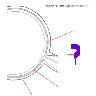 <p>What is this part of the back of the eye?</p>