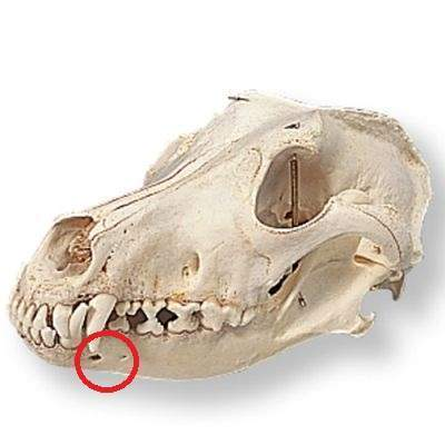 <p>Foramen</p>