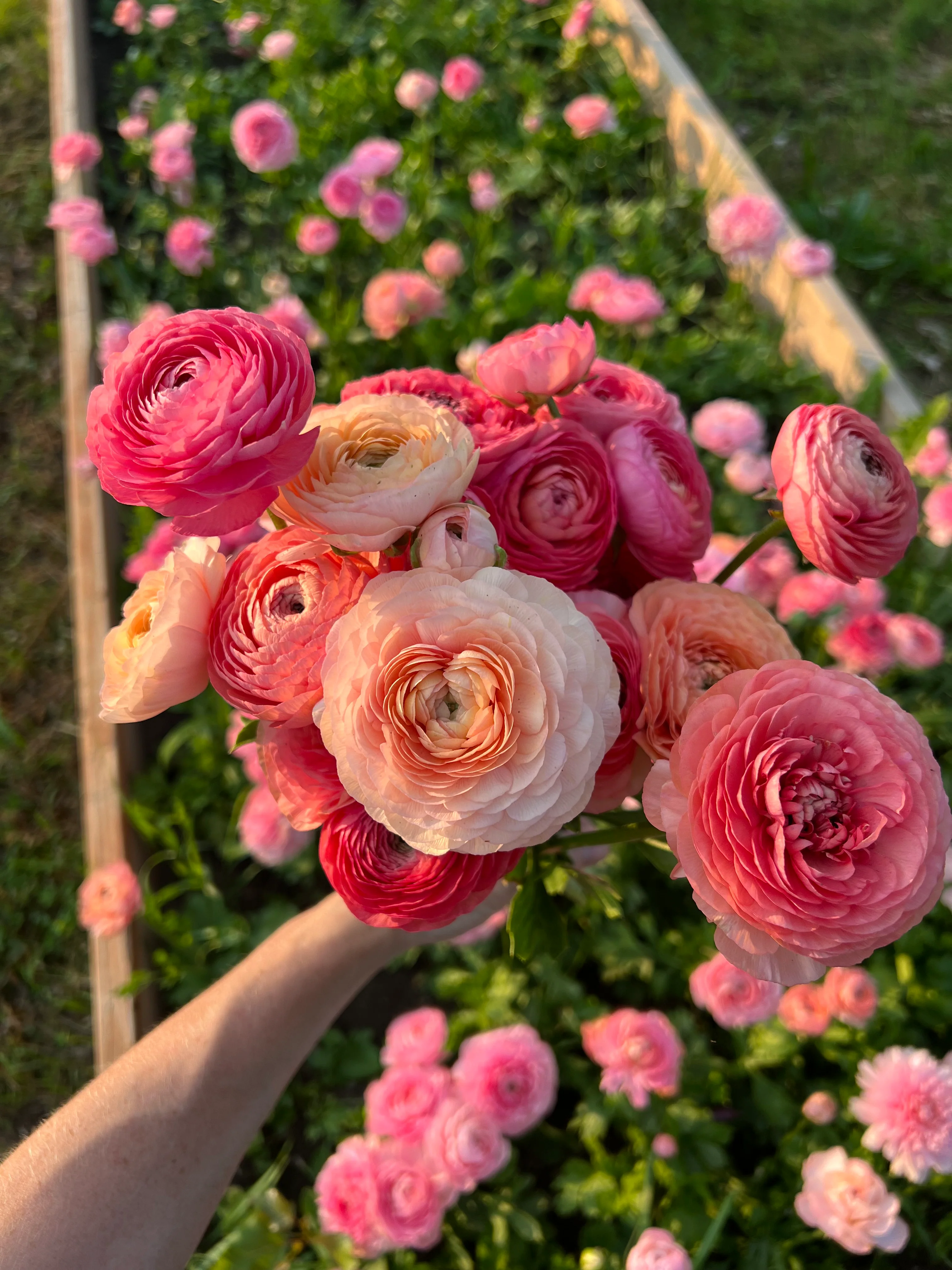 <p>Ranunculus</p>