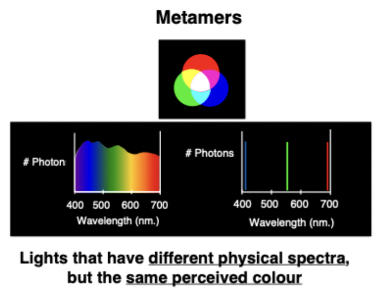 <ul><li><p>Can stimulate S, M and L cones in different ways to produce the same colour </p></li><li><p>If I spout up a 4th type of cones, would I end up with more metamers or would I have fewer metamers? </p><ul><li><p>Metamers are like confusions, metamers occur when I’m confusing one spectrum, I can mix up this spectrum with another</p></li><li><p>So if I have more different cone types will have fewer metamers</p></li><li><p>If have 4th cone type, I would have <strong>fewer metamers</strong>, have fewer confusions, able to make more of these distinctions between these different spectra</p></li></ul></li></ul><p></p><ul><li><p>Any colour see produced by 3 numbers (how much ‘blueness’, ‘redness’ and ‘greenness’ and how much ‘redness’ that you have. That is sufficient to recreate any kind of colour that you see. </p></li><li><p>Many ways can get white light as well, by mixing blue, red and green light together can fuse together perception of white. Stimulating cones equally, get white light</p></li><li><p>Metamers are lights that have different physical spectra but the same perceived colour. </p></li></ul><p></p>