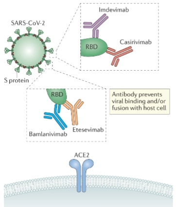 <p>= In plaats van de interne enzymen (zoals polymerases of proteases) te remmen, kun je het virus ook aan de <span><em>buitenkant</em></span> blokkeren met kunstmatige, in het lab gemaakte antistoffen (<span><strong>recombinant monoclonal Human antibodies</strong></span>).</p><p></p><p>Werking:</p><ul><li><p><strong>Het mechanisme:</strong> Kijk naar de getekende uitvergrote vakjes. De antistoffen (zoals Imdevimab, Casirivimab, Bamlanivimab en Etesevimab) richten zich allemaal specifiek op het groene bolletje: de <strong>RBD (Receptor Binding Domain)</strong> van het spike-eiwit.</p></li><li><p><strong>De blokkade:</strong> Doordat de antistof als een kapje over de RBD heen klikt, kan het virus fysiek niet meer binden aan de blauwe menselijke <strong>ACE2-receptor</strong> (<em>antibody prevents viral binding and/or fusion with host cell</em>).</p></li><li><p><strong>De cocktail-strategie:</strong> Waarom zie je steeds <em>twee</em> verschillende antistoffen per vakje? RNA-virussen muteren snel (antigenic drift). Als het virus één letter verandert in zijn RBD, past antistof A (bijv. Bamlanivimab) misschien niet meer. Maar omdat antistof B (Etesevimab) net op een ander hoekje (<strong>different binding motif</strong>) grijpt, blijft het virus alsnog gevangen. Dit voorkomt dat het virus ontsnapt via een enkele mutatie (<em>prevent early escape by single mutation</em>).</p></li></ul><p></p>