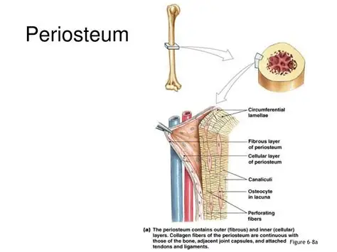 <p> covers entire bone; where bone cells are produced</p>