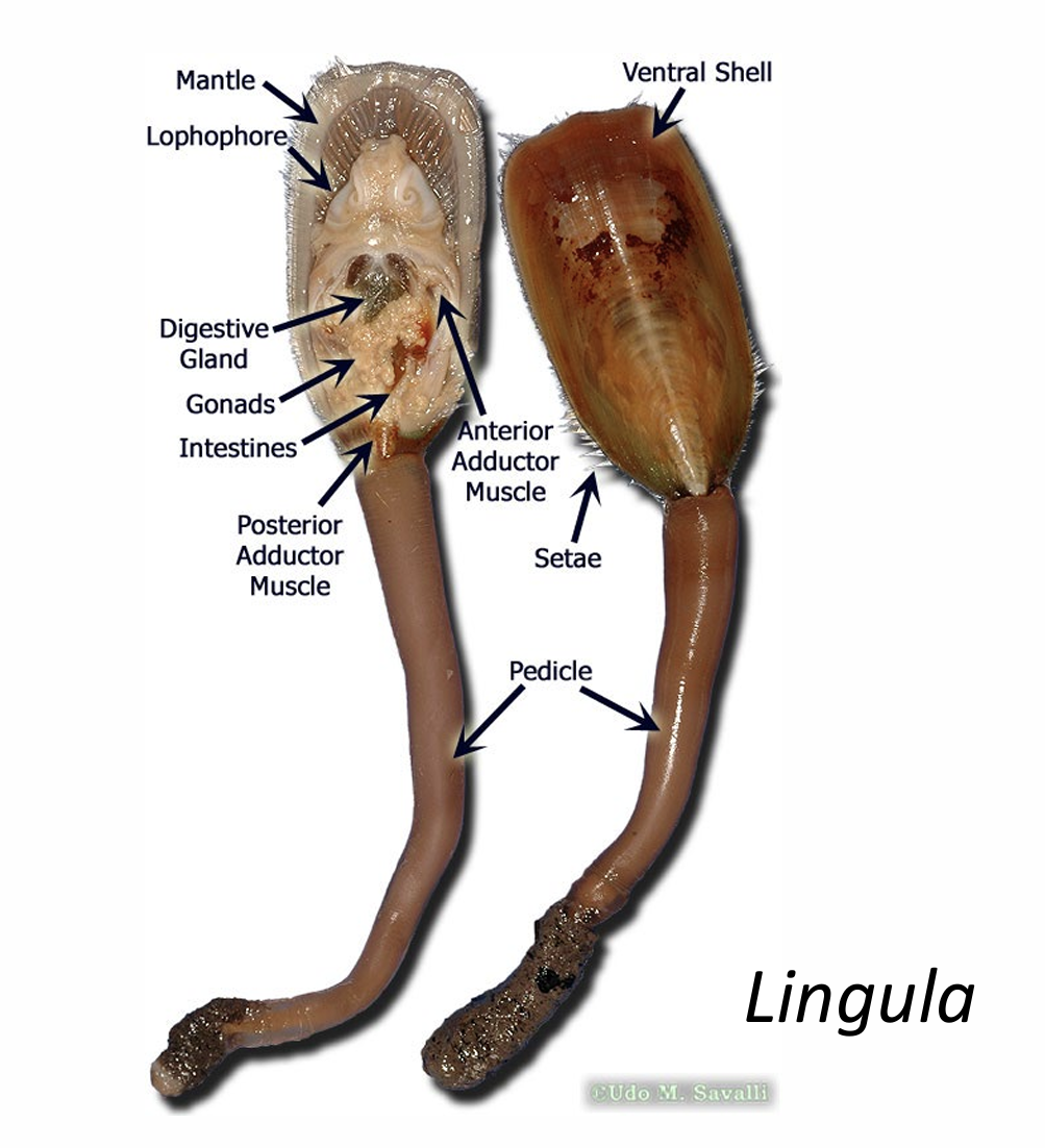 <p>What is the phylum and genus of the organism?</p>