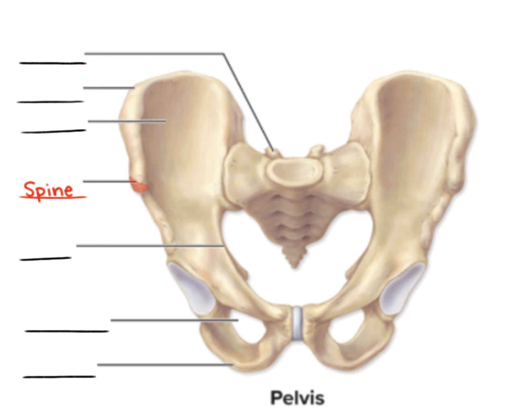 <p><strong>Spine</strong></p><p>Pointed, slender process</p><p>(Projection)</p>