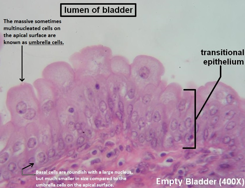 <p>transitional epithelium fucntion</p>