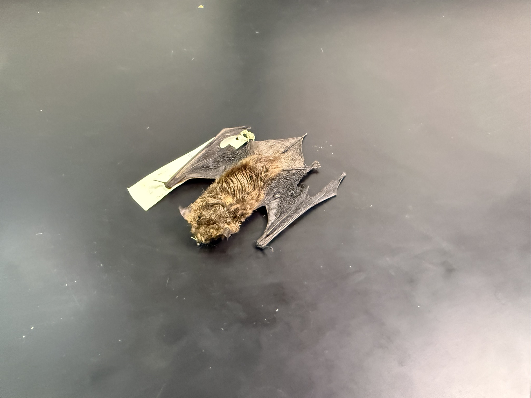 <p>What is the name and taxonomy of the species?</p>