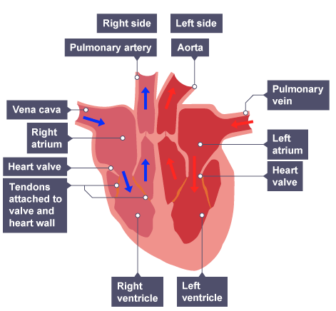 <ul><li><p>Blood flows to:</p><ul><li><p><span style="color: blue;">right atrium — through vena cava</span></p></li><li><p><span style="color: red;">left atrium — through pulmonary vein</span></p></li></ul></li><li><p>Atria contract → forces blood into ventricles</p></li><li><p>Ventricles contract pushes blood in:</p><ul><li><p><span style="color: blue;">right ventricle → pulmonary artery → lungs</span></p></li><li><p><span style="color: red;">left ventricle → aorta → body</span></p></li></ul></li><li><p>Valves close — prevents backflow of blood</p></li></ul><p></p>