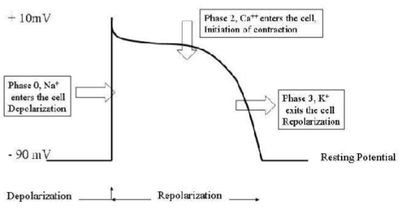 <ul><li><p>cells = contractile</p></li><li><p>Purkinje fibers AP → ventricular (contractile, they DO have RMP) myocardial AP (spread cell to cell by gap junctions)</p></li><li><p>resting MP = -90mV</p></li><li><p>heart needs to relax otherwise would remain contracted</p></li></ul><p></p>