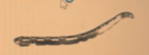<p>What plate is this</p>