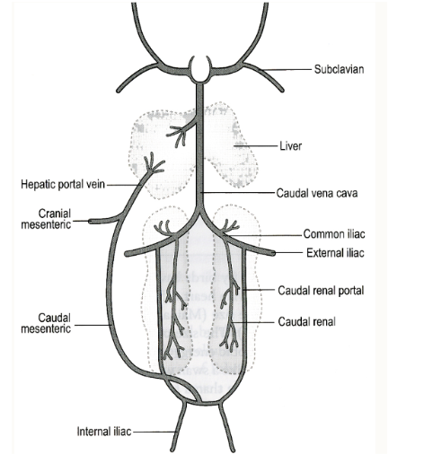<p><span style="background-color: transparent;">Present in reptiles, birds, amphibians and most fish</span></p><p><span style="background-color: transparent;">Receives blood from the caudal body, and returns it to the heart via the kidneys</span></p><p><span style="background-color: transparent;">It functions to supply blood to renal tubules at all times</span></p><ul><li><p><span style="background-color: transparent;">Portal blood flow is regulated by the renal portal valve</span></p></li></ul><p><span style="background-color: transparent;">This is important, as it alters how drugs will act</span></p><ul><li><p><span style="background-color: transparent;">If injected in the caudal half of the body, it may be metabolised before entering general circulation</span></p></li></ul><p></p>