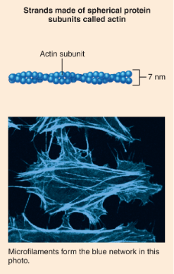 <p>What structure is shown?</p>