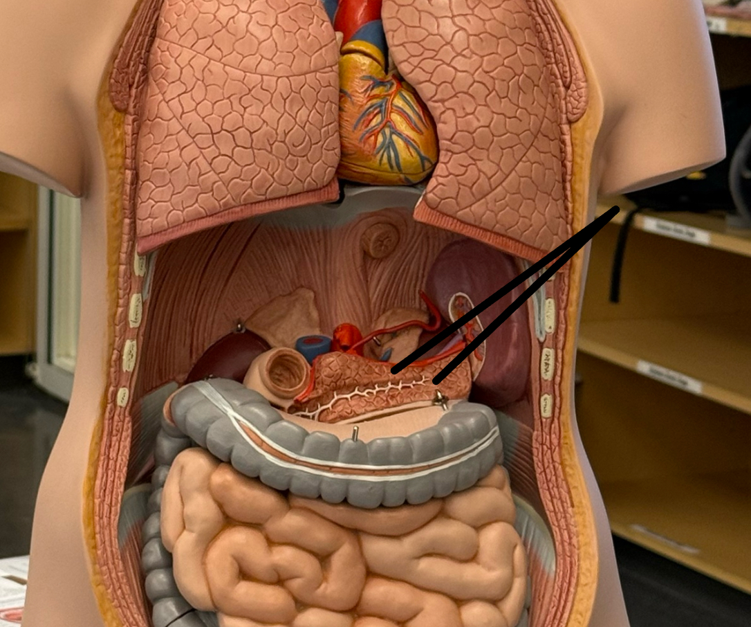 <p>Regulates the level of sugar in the blood (insulin) (glucagon)</p>