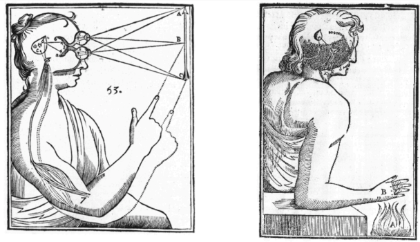 <ul><li><p><strong>Cogito, Ergo Sum. </strong>(Ik denk, dus ik ben)</p></li><li><p>(Cartesiaans) <strong>dualisme</strong> </p></li><li><p>Lichaam is een bestudeerbare machine</p></li><li><p>Geest en lichaam kunnen elkaar wederzijds beïnvloeden</p></li><li><p>Sommige ideeën/kennis is aangeboren<br><strong>bijv. </strong>God, Zelf, perfectie, oneindigheid</p></li><li><p>Perceptie-actie koppeling &amp; reflexen<br>→ circulaire, nauwe interactie tussen zintuigelijke waarnemingen en motoractie<br><strong>bijv. </strong>zintuigen beïnvloeden motoractiviteit, wat waarnemingen verandert</p></li></ul><p></p>