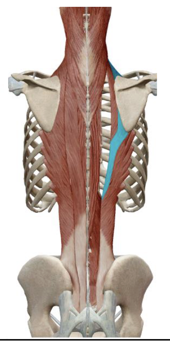 <p>which muscle, origin, insertion, innervation, and action is this</p>