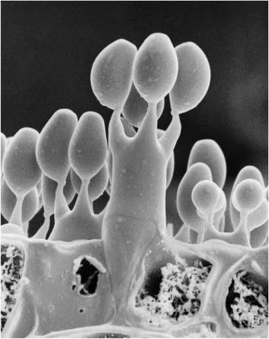 <p>a haploid secual spore produced on a basidium</p>