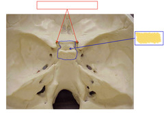 <p>Superior View of Base of Skull</p>
