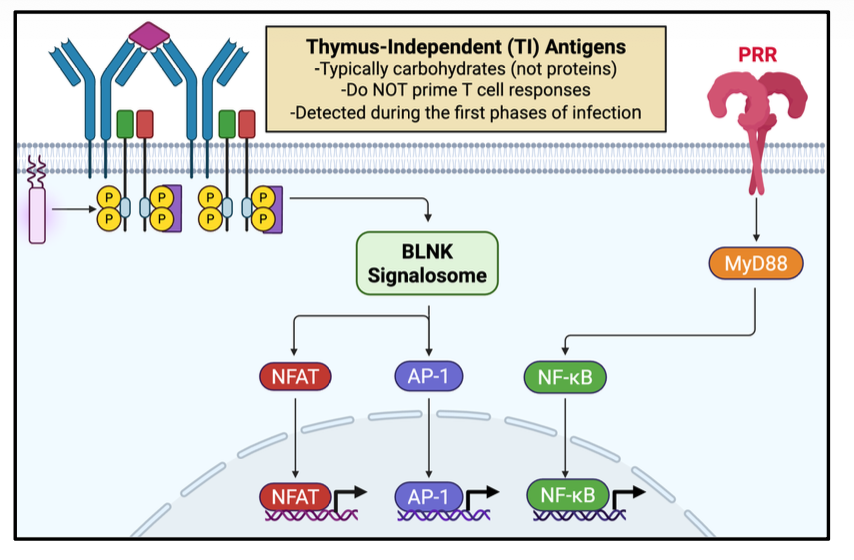 <p>earlies B cell response without requiring T cell help</p>