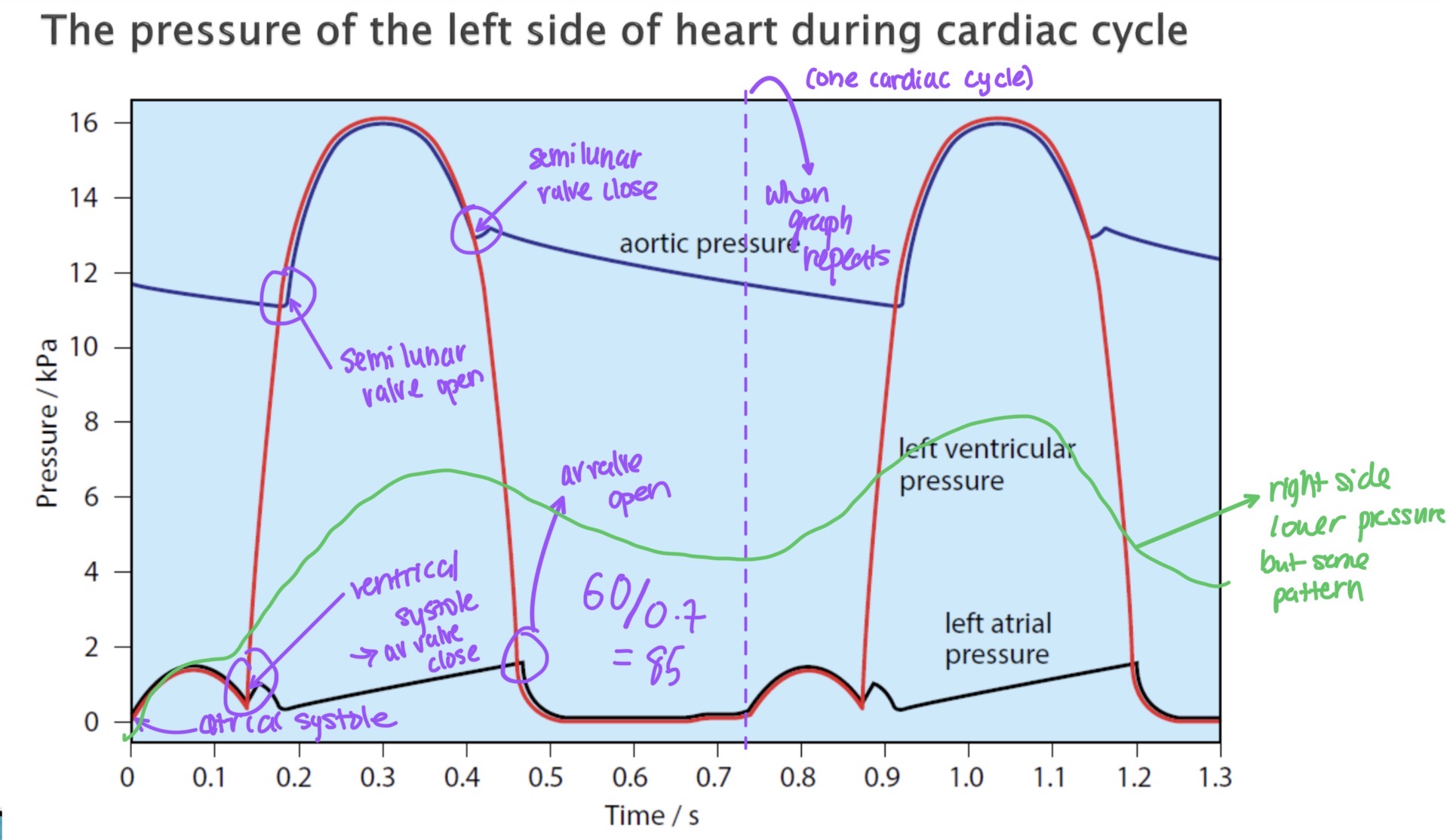 <p>Pressure graph for the left side of the heart. Right side has the same shape, but with lower pressure</p>