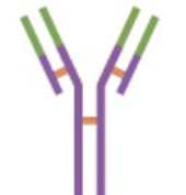 <p>• Most abundant and lasts the longest</p><p>• Can be transmitted across the</p><p>placenta</p><p>• Can carry out opsonization</p><p>• Mounts a large secondary response</p>