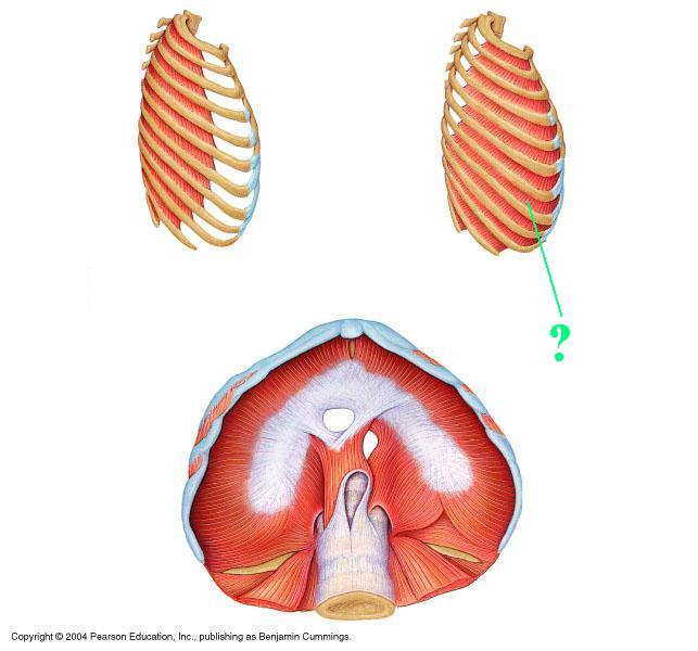 <p>Identify the indicated muscle</p>