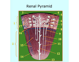 <p>Renal pyramids</p>
