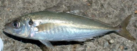 <p>horse mackerel</p>