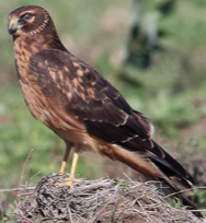 <p>Species, family, order?</p>