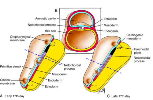 <p>B. Chú thích B</p>