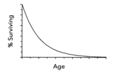 <p>survival undergoes exponential decay with respect to age</p>