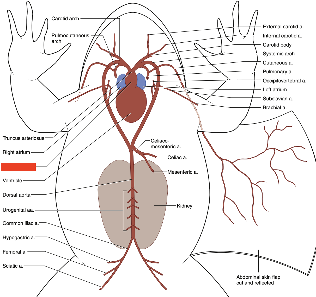knowt flashcard image