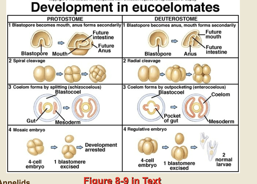 <p>development info card flip for cleavage patterns </p>
