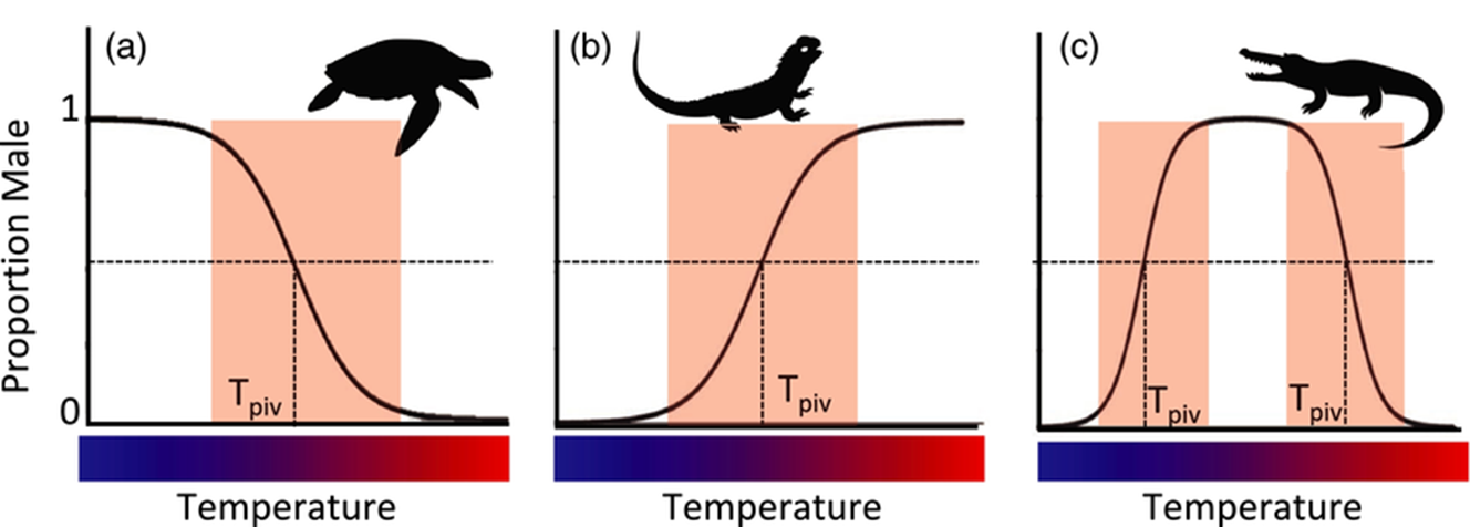<p>Based on the following graph showing patterns in temperature sex determination, which group will result in fewer females in response to raising global temperatures?</p>