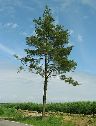 <p>Sosna pospolita</p><p>Pinus sylvestris</p>