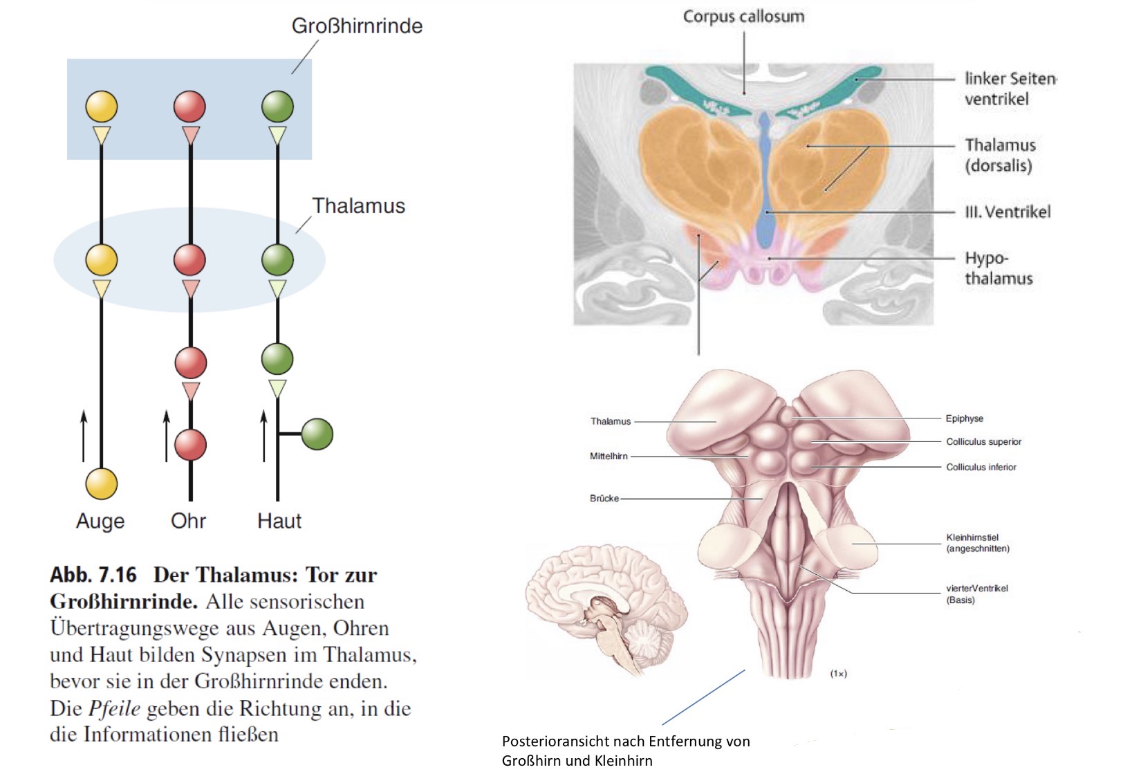 <p>Thalamus (dorsalis):</p><p> Paarige Struktur</p><p> verschiedene Kerngebiete</p><p> Sensorische Relais-Kerne: Letzte Verschaltung vor dem Großhirn</p><p> Afferenzen von vorgeschalteten Neuronen Der Sinnesverarbeitung, Efferenzen zu den primären Kortexarealen der jeweiligen Sinnesmodalität („Tor zum Bewusstsein“)</p><p> Erhalten auch Rückmeldung von entsprechenden Kortex-Arealen</p><p></p>