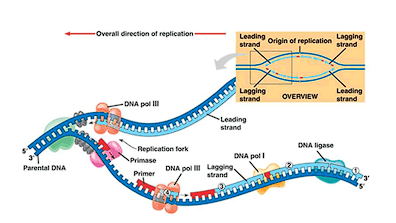 <ul><li><p><span>Semiconservative replication</span></p><ul><li><p><span>One strand is the template, unchanged</span></p></li><li><p><span>Second strand is newly synthesized</span></p></li></ul></li><li><p><span>DNA unwinds</span></p></li><li><p><span>A’s in DNA strand bind with free dTTP</span></p></li><li><p><span>T’s in DNA strand bind with free dATP</span></p></li><li><p><span>G’s in DNA strand bind with free dCTP</span></p></li><li><p><span>C’s in DNA strand bind with free dGTP</span></p></li><li><p><span>DNA polymerase creates new strand</span></p></li></ul><p></p>