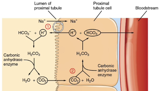 <p> Contributing to the acid-base balance by varying urinary excretion of H+ and bicarbonates (HCO3-)</p>