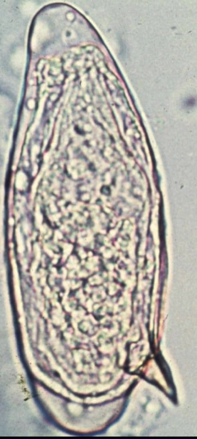 <p>name this species? </p>