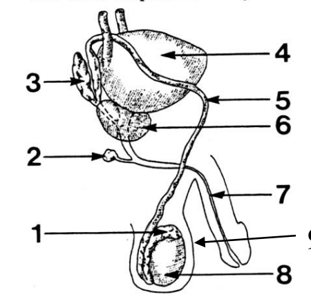 <p>4</p>