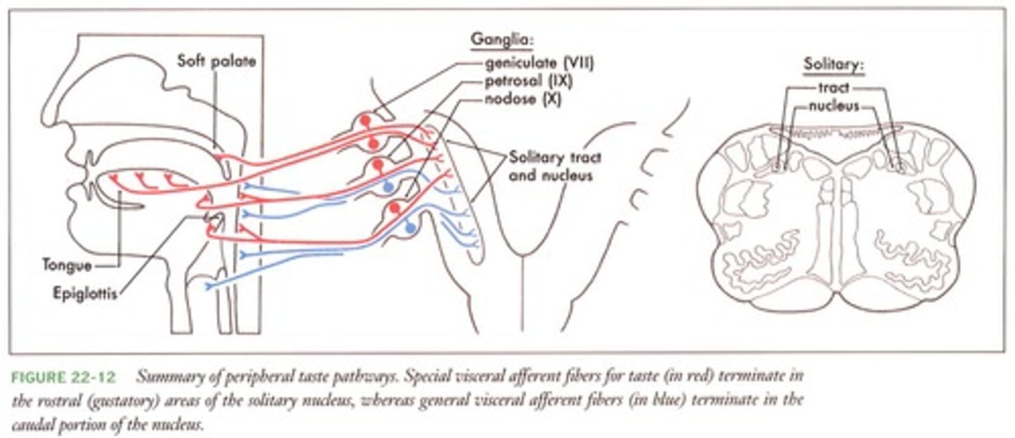 <p>The facial nerve (front of tongue), glossopharyngeal nerve (back of tongue), and vagus nerve (soft palate & mouth).</p>