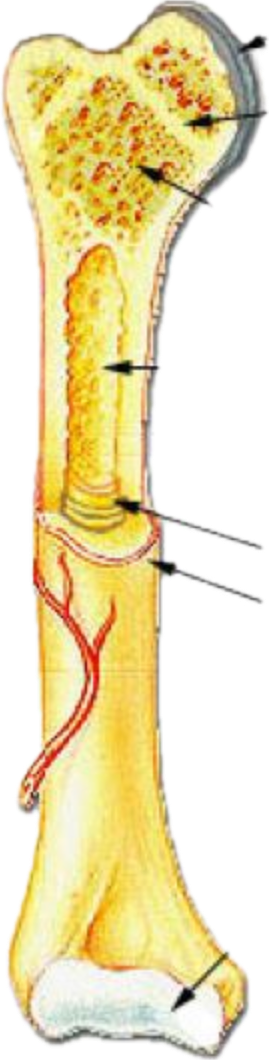<p>Anatomy of a long bone </p>