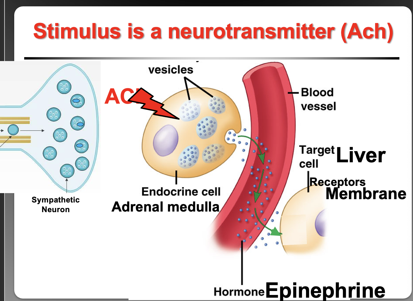 <p>Acetylcholine (ACh) from sympathetic neurons stimulates the adrenal medulla → this is <strong>neural control</strong> of hormone secretion. The released catecholamines (epinephrine/norepinephrine) bind <strong>plasma membrane receptors</strong> because epinephrine is an <strong>amino acid–derived hormone</strong> and cannot diffuse through the lipid bilayer.</p>