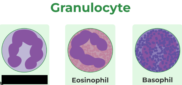 <p><span style="background-color: transparent;">Cells that are larger than red blood cells and contain a segmented nucleus. They account for the majority of leukocytes. They phagocytize bacteria and viruses, and are the first cells to arrive at an infection</span></p>