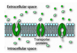 <p>transmembrane proteins</p><p>bind the specific solute to be transported and <strong>undergo a series of conformational changes to transfer the solute</strong></p><p>solute moves <strong>down its concentration gradient</strong></p><p>requires <strong>no energy</strong></p><p>carrier proteins are <strong>saturable with solute</strong></p>
